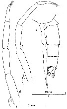Species Clausocalanus ingens - Plate 12 of morphological figures