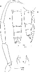 Espèce Clausocalanus lividus - Planche 13 de figures morphologiques