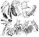 Espèce Centraugaptilus porcellus - Planche 2 de figures morphologiques