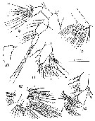 Species Pseudodiaptomus wrighti - Plate 3 of morphological figures