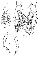 Species Pseudodiaptomus wrighti - Plate 4 of morphological figures