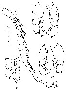 Species Pseudodiaptomus wrighti - Plate 5 of morphological figures