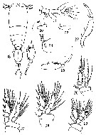 Species Vettoria parva - Plate 5 of morphological figures