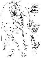 Species Spinocalanus sp. - Plate 1 of morphological figures