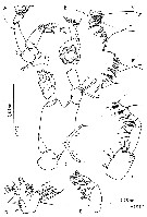 Species Mimocalanus distinctocephalus - Plate 4 of morphological figures
