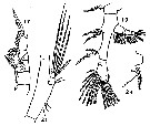 Espèce Eucalanus hyalinus - Planche 20 de figures morphologiques