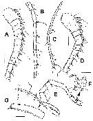 Espèce Gaussia princeps - Planche 16 de figures morphologiques