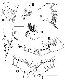 Espèce Gaussia princeps - Planche 17 de figures morphologiques