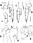 Espèce Gaussia princeps - Planche 18 de figures morphologiques