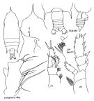 Espèce Gaetanus pileatus - Planche 4 de figures morphologiques