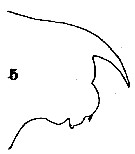 Espèce Gaetanus pileatus - Planche 18 de figures morphologiques