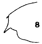 Espèce Paraeuchaeta tonsa - Planche 8 de figures morphologiques