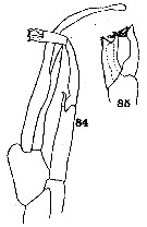 Espèce Paraeuchaeta californica - Planche 8 de figures morphologiques