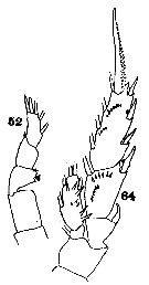 Espèce Scaphocalanus magnus - Planche 12 de figures morphologiques