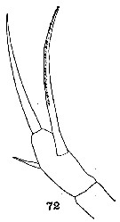 Species Scaphocalanus magnus - Plate 13 of morphological figures