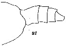 Espèce Pseudoamallothrix inornata - Planche 2 de figures morphologiques