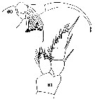 Espèce Onchocalanus cristatus - Planche 16 de figures morphologiques