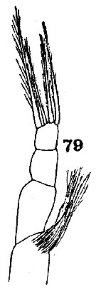 Espèce Metridia sp. - Planche 2 de figures morphologiques