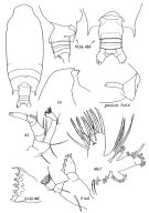 Espèce Gaetanus robustus - Planche 1 de figures morphologiques