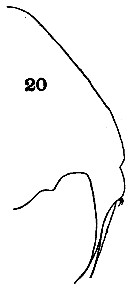 Espèce Metridia ignota - Planche 1 de figures morphologiques