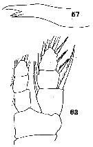 Espèce Euaugaptilus oblongus - Planche 11 de figures morphologiques