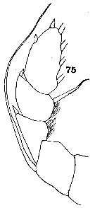 Espèce Euaugaptilus oblongus - Planche 12 de figures morphologiques