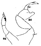 Espèce Pontellopsis occidentalis - Planche 4 de figures morphologiques