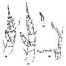 Espèce Scolecithricella abyssalis - Planche 5 de figures morphologiques