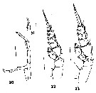 Species Scolecithricella dentata - Plate 16 of morphological figures