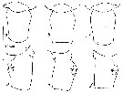 Espèce Acartia (Acartiura) margalefi - Planche 6 de figures morphologiques