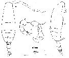 Espèce Acartia (Acartiura) margalefi - Planche 7 de figures morphologiques
