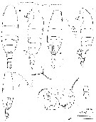 Espèce Acartia (Acartiura) hudsonica - Planche 8 de figures morphologiques