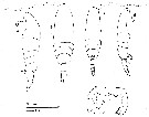 Espèce Acartia (Acartiura) hudsonica - Planche 9 de figures morphologiques