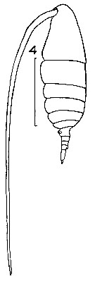 Species Mesocalanus tenuicornis - Plate 10 of morphological figures
