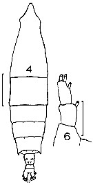 Espèce Rhincalanus nasutus - Planche 11 de figures morphologiques
