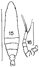 Species Calocalanus tenuis - Plate 4 of morphological figures