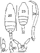 Espèce Clausocalanus brevipes - Planche 15 de figures morphologiques
