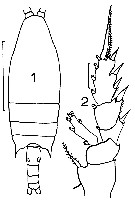 Espèce Chiridius gracilis - Planche 10 de figures morphologiques