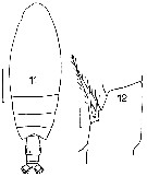 Espèce Euchirella venusta - Planche 7 de figures morphologiques