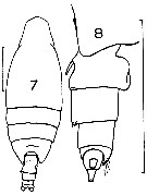 Espèce Undeuchaeta plumosa - Planche 13 de figures morphologiques
