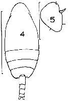 Espèce Scolecithricella dentata - Planche 17 de figures morphologiques