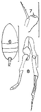 Espèce Scolecithricella minor - Planche 13 de figures morphologiques