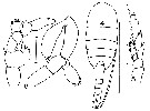 Espèce Lucicutia flavicornis - Planche 14 de figures morphologiques