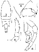 Species Candacia cheirura - Plate 10 of morphological figures