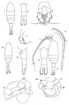 Species Pleuromamma antarctica - Plate 1 of morphological figures