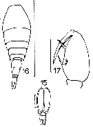 Espèce Oncaea mediterranea - Planche 11 de figures morphologiques
