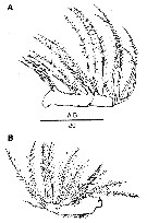 Species Mormonilla phasma - Plate 6 of morphological figures