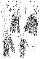 Species Mormonilla phasma - Plate 7 of morphological figures