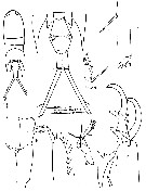 Espèce Corycaeus (Corycaeus) speciosus - Planche 14 de figures morphologiques