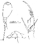 Espèce Corycaeus (Urocorycaeus) furcifer - Planche 16 de figures morphologiques